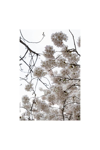 OEM Tablou Canvas, 'Floare de cires in primavara'