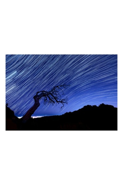 OEM Tablou Canvas, "Cerul in miscare peste copacul singuratic", 100 x 100cm