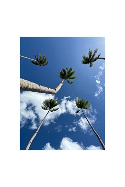 OEM Tablou Canvas, 'Varfuri de palmieri in albastrul cerului'