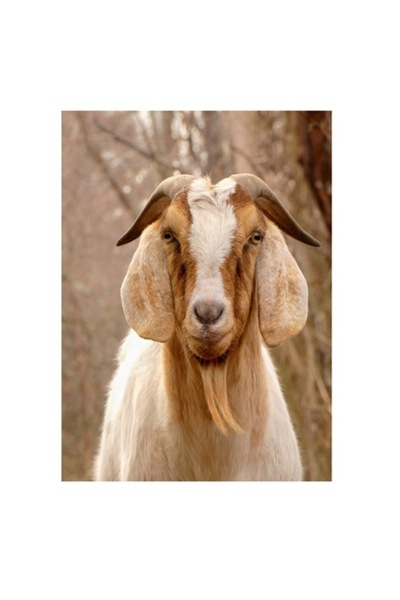 OEM Tablou Canvas, "Capra in padurea de toamna linistita", 100 x 100cm