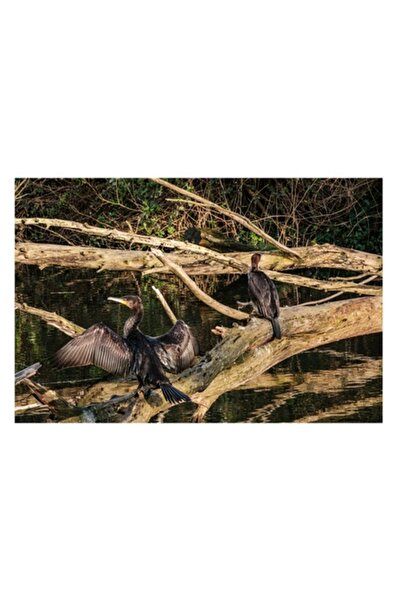 OEM Tablou Canvas, "Cormorani pe trunchi de copac inundat", 100 x 70cm