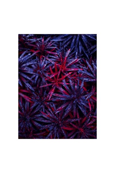 OEM Tablou Canvas, 'Frumusetea plina de culoare a naturii', Picaturi, Frunze,...