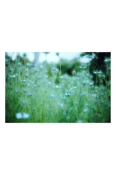 OEM Tablou Canvas, 'Dance diafana in lumina diminetii', Flori, Verde, 50 x 50 cm