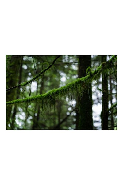 OEM Tablou Canvas, 'Copaci acoperiti de muschi verzi', Matasos, Liniste, Padu...