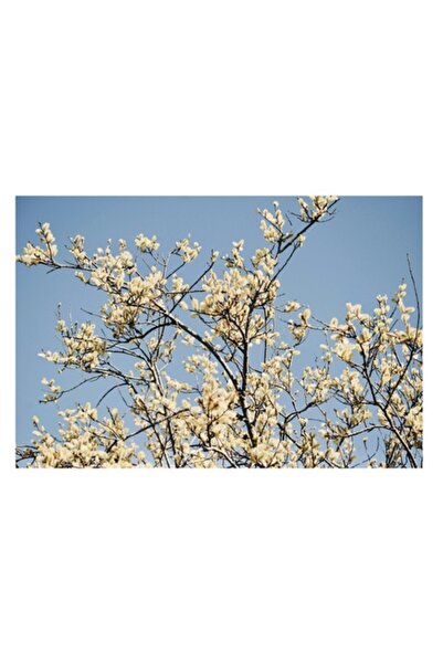OEM Tablou Canvas, "Muguri de primavara sub cer senin", 70 x 50cm