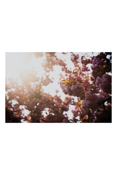 OEM Pictură pe pânză - „Splendoarea florilor sub lumina soarelui”, Sakura, Na...