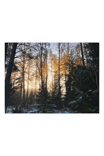 OEM Tablou Canvas Premium - "Rasarit in Padure"