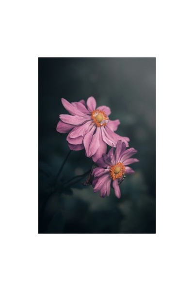 OEM Tablou Canvas, 'Petale dansand sub lumina lunii', Floare, Petale, Roz, Delicat, , Frumusete,