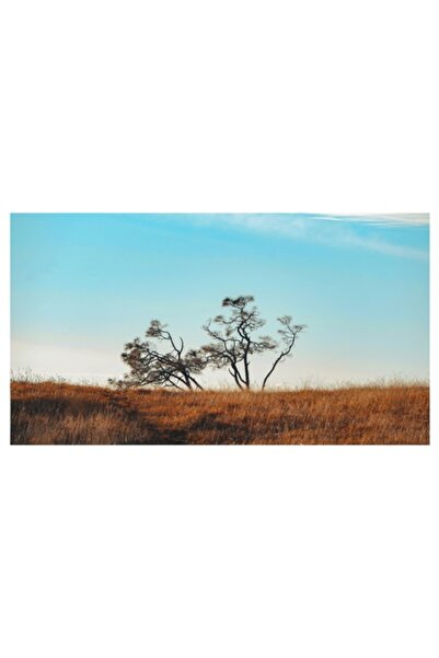 OEM Tablou Canvas, "Trei copaci singuratici pe campie"