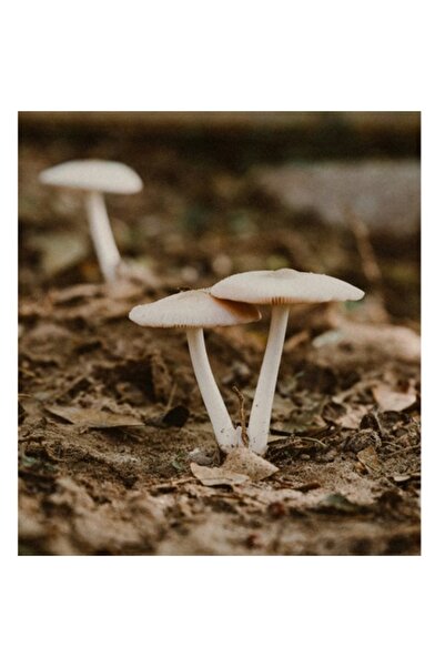 OEM Tablou Canvas, 'Ciuperci delicate in lumina toamnei', 39 x 54cm