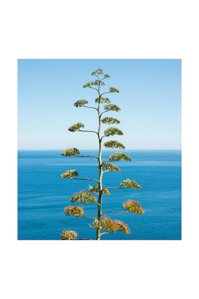 OEM Pictură pe pânză, „Copac solitar lângă mare”, Agave, Albastru, Ocean, Orizont, Cer, Calm, Natură, Zen, 50
