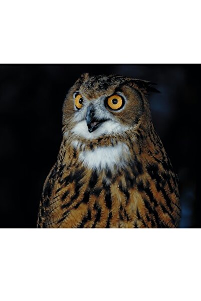 OEM Tablou Canvas, 'Bufnita in lumina lunii misterioase'