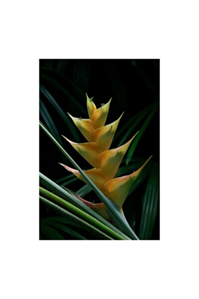 OEM Tablou Canvas, "Dansul enigmatic al naturii tropicale", Floare, Exotica, ...