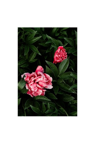 OEM Pictură pe pânză, „Plante și flori după ploaie”, Flori, Frunze, Picături,...