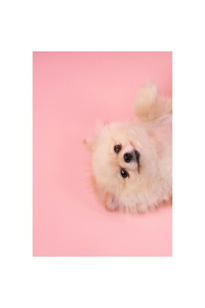 OEM Tablou Canvas, "Fluffy si vesel pe fundal roz", 50 x 70cm