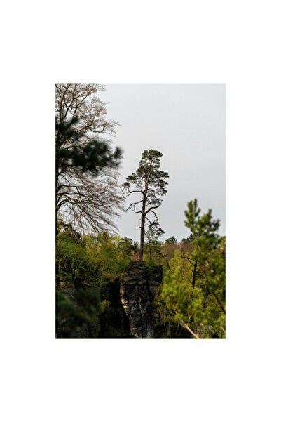 OEM Tablou Canvas, 'Arbore singuratic pe stanca abrupta', 50 x 90 cm