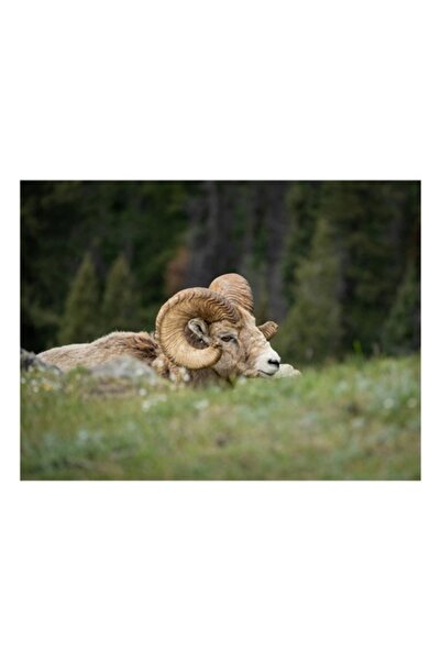 OEM Tablou Canvas, "Relaxare printre verzi pajisti alpine", Bighorn