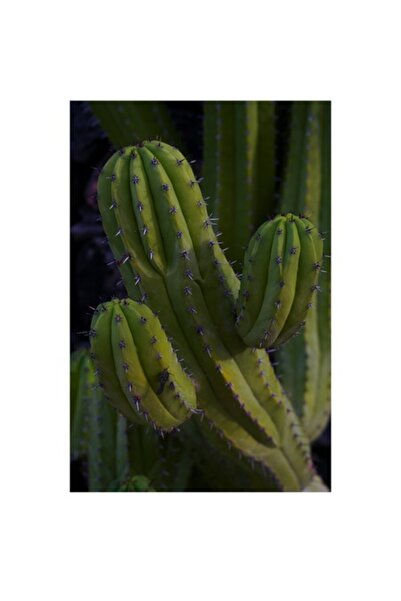 OEM Tablou Canvas, "Cactusul strajer al desertului verde", 100 x 150cm