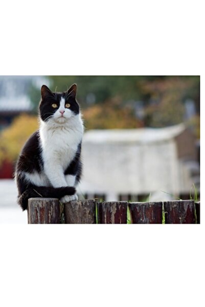 OEM Pictură pe pânză, „Pisică vigilentă pe gard rustic”, Pisică alb-negru, To...