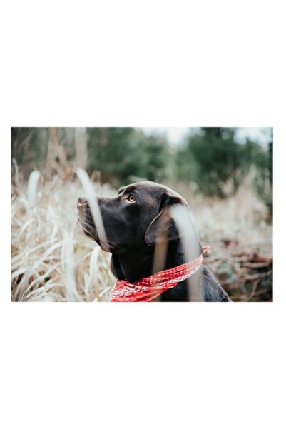 OEM Pictură pe pânză, „Nu știu cine e în fotografie”, Câine, Labrador, Bandan...