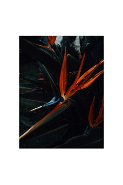 OEM Pictură pe pânză, „Pasăre a Paradisului în Amurg”, Flori Tropicale, 70 x ...