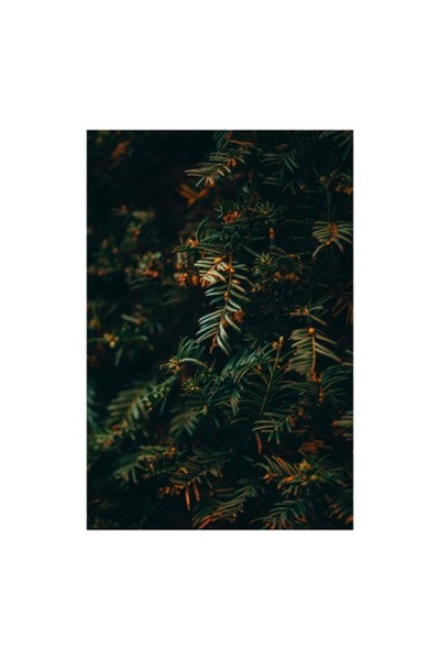 OEM Tablou Canvas, "Simfonia frunzelor in intuneric patrunzator", 70 x 100 cm
