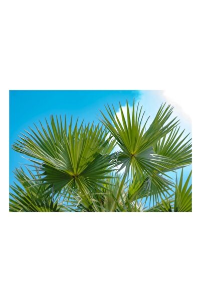 OEM Pictură pe pânză - Frunze tropicale sub cer senin, 100 x 100cm