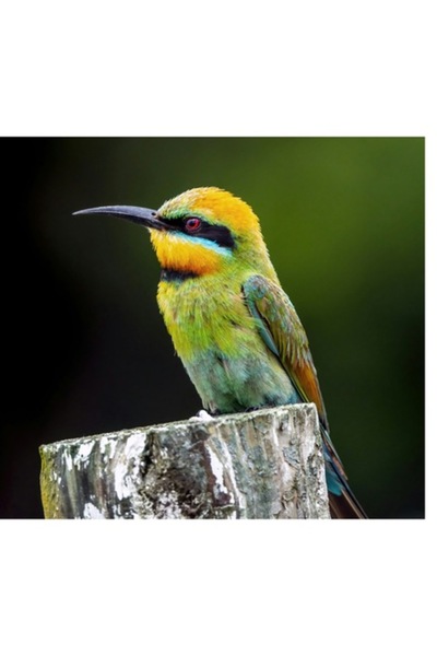 OEM Tablou Canvas, "Pasarea in culori vibrante pe stalp", 70 x 50cm