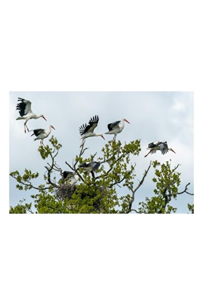 OEM Pictură pe pânză, „Dansul berzelor deasupra copacului verde”, Zbor, Grație, Natură, Cuib, Cer, Copaci, Wi