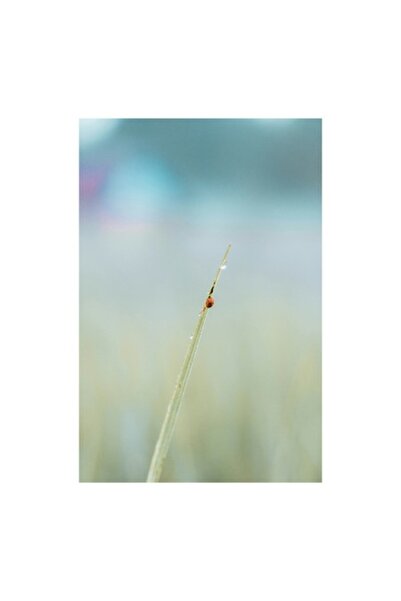 OEM Pictură pe pânză, „Un licurici pe un fir de iarbă”, minimalistă, blândă, ...