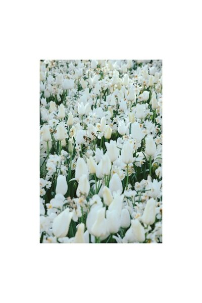 OEM Tablou Canvas, Dansul lalelelor albe primavara