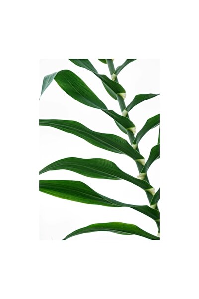 OEM Tablou Canvas, Frunze de trestie unduitoare in vant, 70 x 100cm