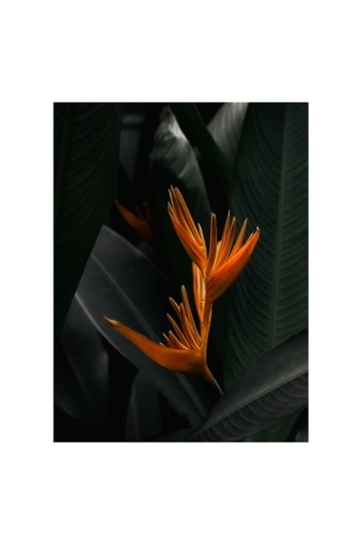 OEM Tablou Canvas, Floare tropicala in umbra frunzelor, Floral, Exotic, Vibra...