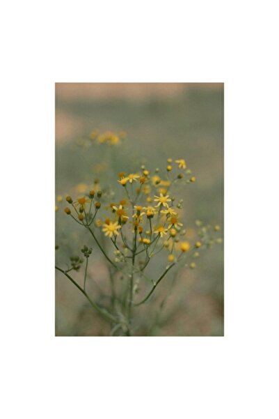 OEM Pictură pe pânză „Flori galbene într-un răsărit blând”, Primăvară, 50 x 7...