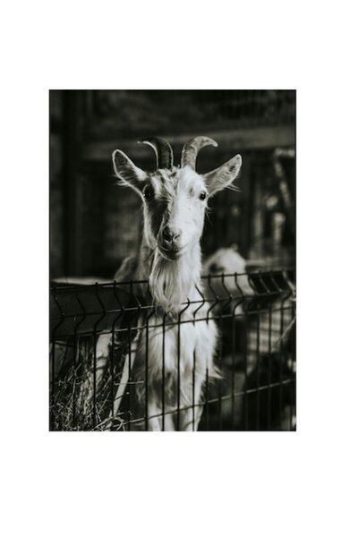 OEM Tablou Canvas, 'Capra curioasa din grajdul fermecat'