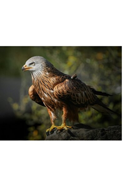 OEM Tablou Canvas "Privighetoarea cerurilor pe stanca"