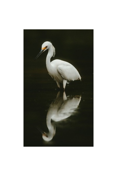 OEM Tablou Canvas, „Egretă în liniștea nopții”, Elegant, Reflecție, Serenitat...