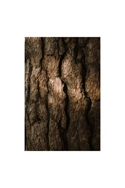 OEM Tablou Canvas, 'Umbrele drumului pe scoarta copacului', 100 x 150cm