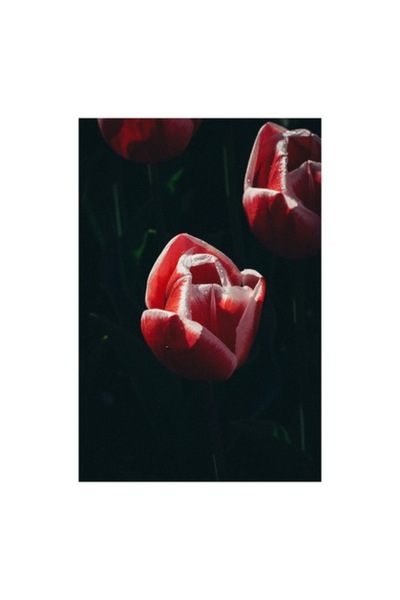 OEM Tablou Canvas, "Tulipa in lumina diminetii", Frumusete, Delicatete, Natura, Eleganta, Simplitate, Ra