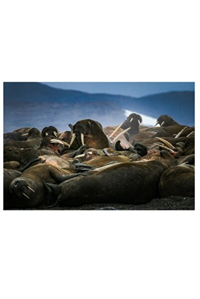 OEM Tablou Canvas, "Odihna morselor pe plaja rece", 100 x 100cm