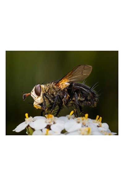 OEM Tablou Canvas, 'Musca pe floare alba parfumata', 54 x 39cm