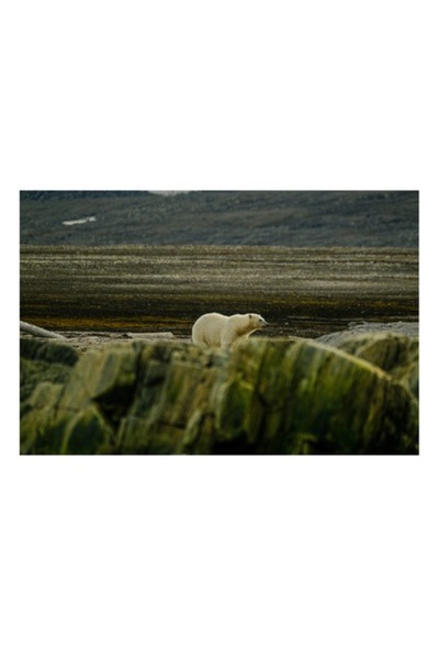 OEM Pictură pe pânză, „Urs polar în habitatul său nordic”