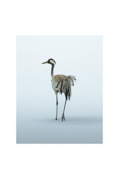 OEM Tablou Canvas, Dansul cocorului in ceata albastruie