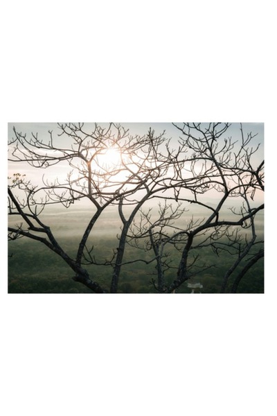 OEM Tablou Canvas, "Rasarit prin ramurile copacului despletit", 150 x 100cm