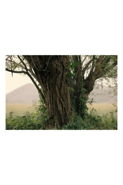 OEM Tablou Canvas, 'Misterul copacului în amurgul verii'