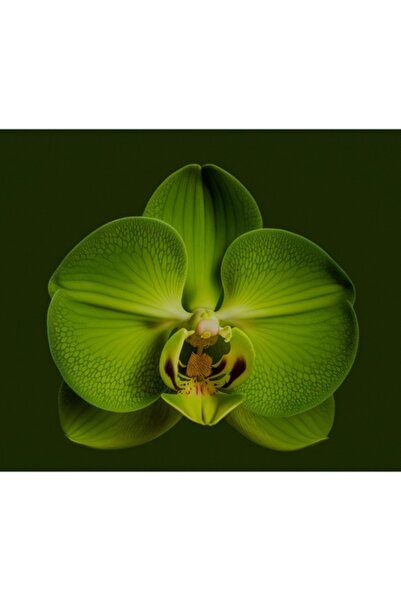 OEM Tablou Canvas, 'Splendoarea orhideei verzi regale'