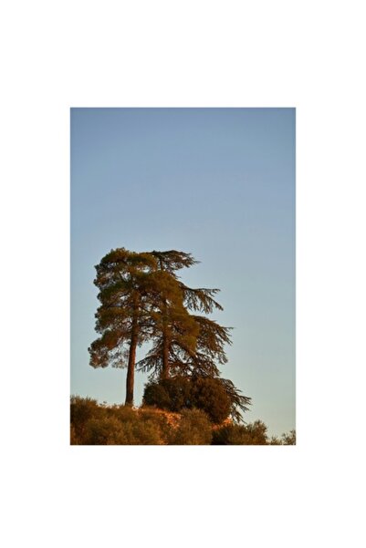 OEM Tablou Canvas, Doi pini sub cer senin