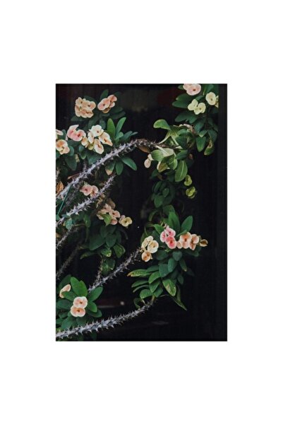 OEM Tablou Canvas, Tufa de flori cu spini verzi, Flori, Verdeata, Spini, Natu...