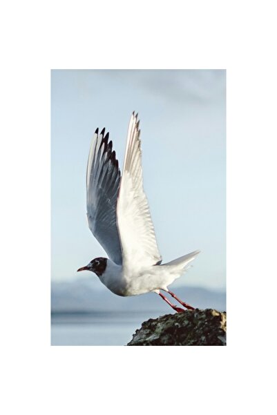 OEM Tablou Canvas, "Pescarusul se avanta spre cer", 70 x 50cm