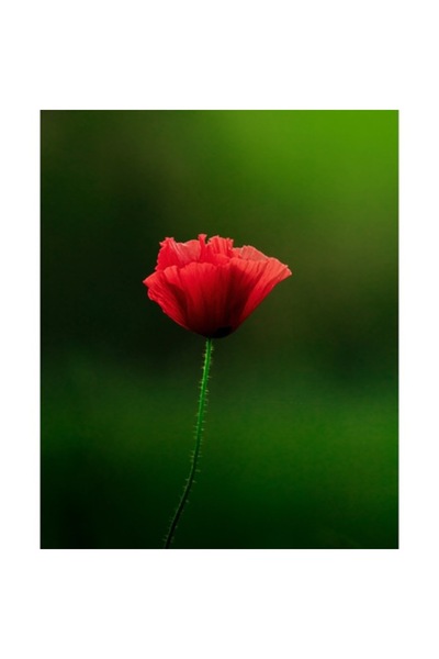 OEM Tablou Canvas, 'Mac singuratic in splendoarea naturii'